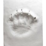 Ltd. Edition Polar Bear Paw Print in Plaster