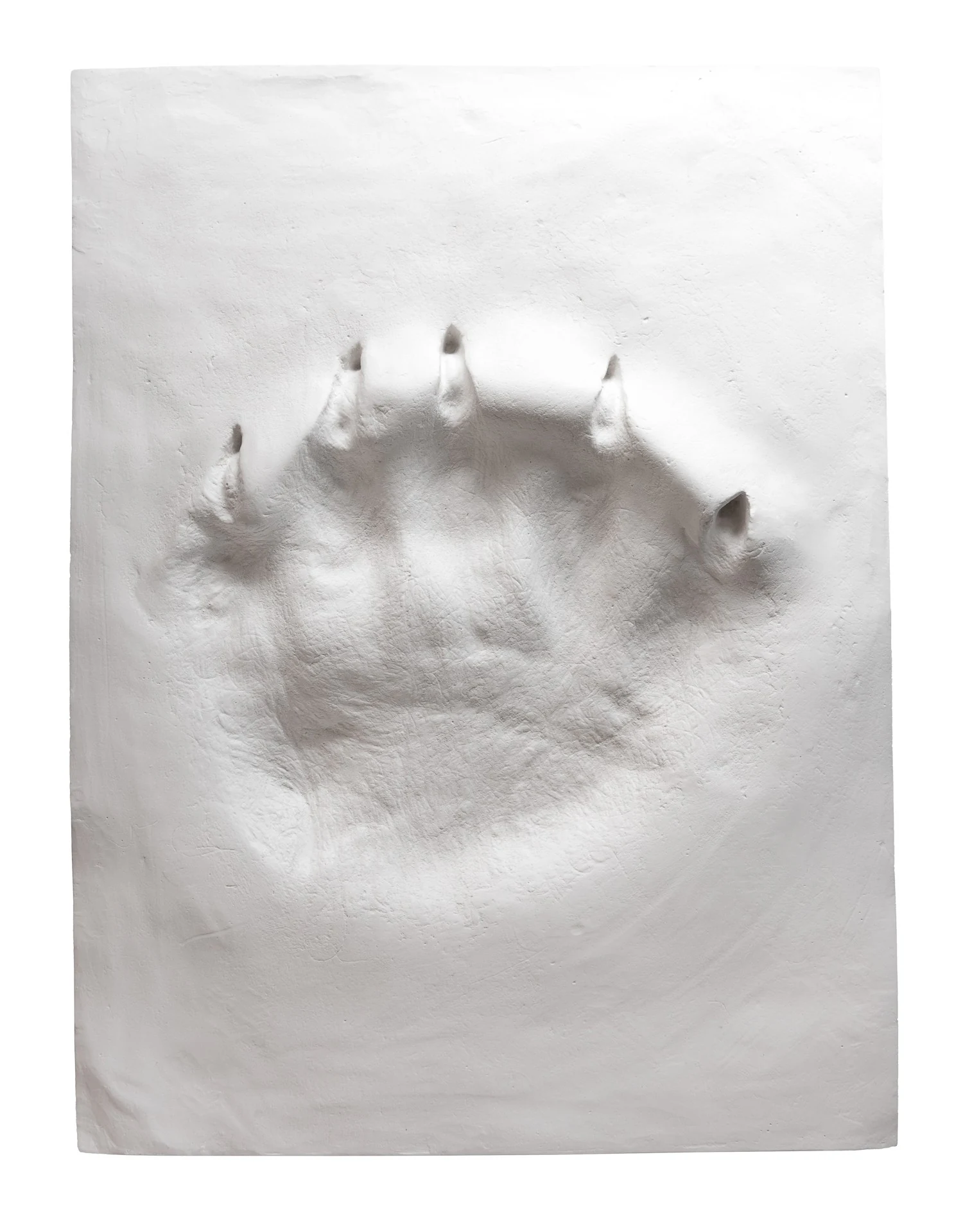 Ltd. Edition Polar Bear Paw Print in Plaster